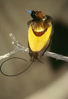 Papua New Guinea Collection: Magnificent Bird of Paradise