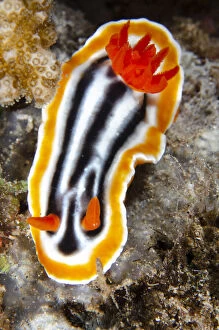 Magnificent Chromodoris Nudibranch - Sanggamau
