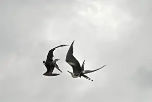 Frigatebird Prints: Magnificent Frigate Bird flying above Fort Jefferson