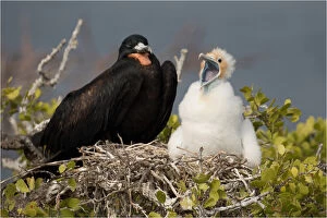 Magnificent Frigatebird - An adult male with chick