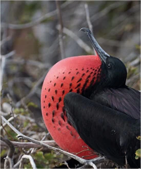 Galapagos Islands Gallery: Magnificent Frigatebird - An adult male with extended