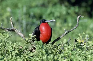 Ecuador Prints: Magnificent Frigatebird - displaying - North Seymour Island - Galapagos