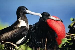 Images Dated 14th March 2005: Magnificent Frigatebird Male/female courtship display