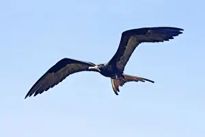 Frigatebird Prints: Magnificent Frigatebird. Male. San Blas Mexico in March