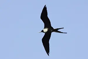 Magnificent Frigatebird. Venezuela