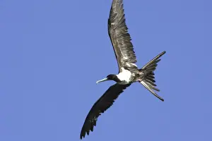 Magnificent Frigatebird. Venezuela