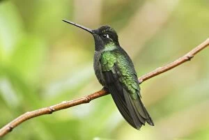 Images Dated 26th March 2006: Magnificent Hummingbird (Eugenes fulgens)