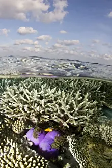Marine Prints: Magnificent Sea Anemone - at Hardcoral Garden - Dega Thila - South-Ari atoll - Maldives