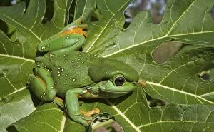 Images Dated 1st November 2007: Magnificent / Splendid Tree Frog One of Australia's largest frogs