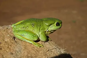 Magnificent / Splendid Tree Frog Splendid Tree Frogs are confined to rocky areas of the Kimberley and nothern areas of Northern Territory. Also found around aboriginal communities and remote stations. Moderately common