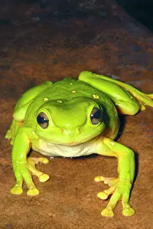 Frogs Prints: Magnificent Tree Frog - found in a fauna survey at a remote waterhole on Cowandyne Creek in late wet season