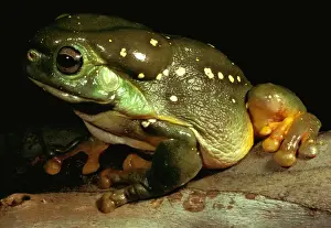 Magnificent tree frog - showing skin gland. Large, 12 cm. Discovered in 1975, rarely seen