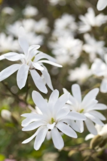 Images Dated 6th April 2009: Magnolia Flowers - Norfolk - UK