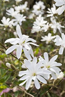 Images Dated 6th April 2009: Magnolia Flowers - Norfolk - UK