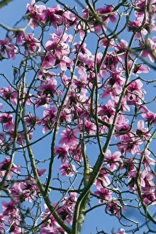 Magnolia Tree - blossom
