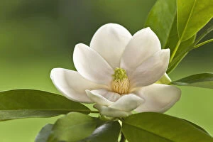 Images Dated 8th August 2011: Magnolia Tree Blossom