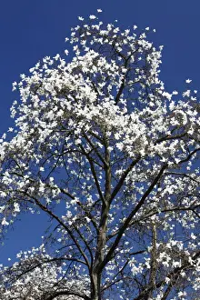 Magnolia Tree - blossom in springtime - Hessen - Germany