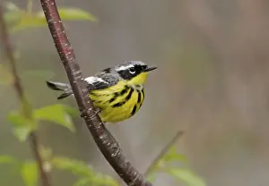 Dendroica Prints: Magnolia Warbler