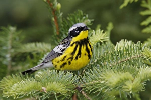 Images Dated 12th June 2006: Magnolia Warbler