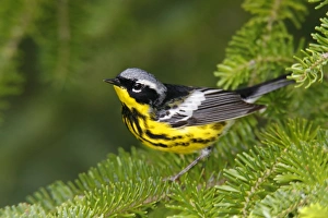Images Dated 12th June 2006: Magnolia Warbler