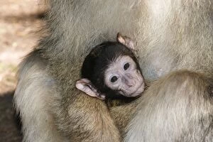 Images Dated 20th June 2005: Magot ou Macaque de Barbarie