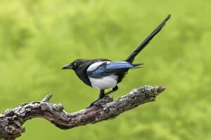 Images Dated 4th June 2013: Magpie
