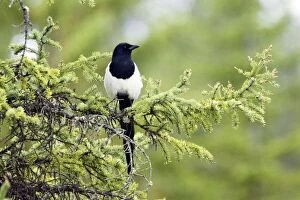 Images Dated 1st June 2009: Magpie