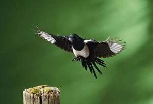 Images Dated 24th October 2008: Magpie