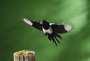 Images Dated 24th October 2008: Magpie