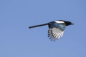 Passerine Bird Gallery: Magpie - adult bird in flight - Germany Date: 25-Mar-19