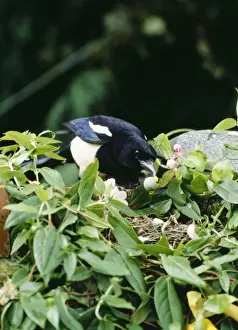 Stealing Prints: Magpie BB 528 Robbing Blackbird Pica pica © Brian Bevan / ARDEA LONDON