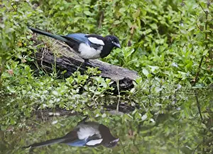 Magpie Prints: Magpie - drinking at pond showing reflection - Bedfordshire UK 11104