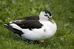 Gloucestershire Prints: Magpie call duck - part of a collection of specialised ducks and poultry at Fownhope near Ross UK