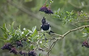 Images Dated 26th August 2009: Magpie - eating elder berries