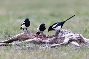 Images Dated 26th November 2010: Magpie - three feeding on deer carcass in winter