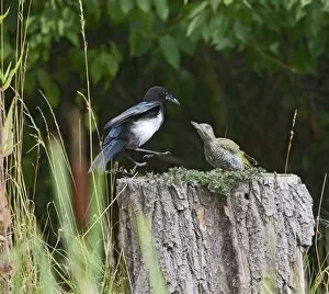 Tree Stumps Gallery: Magpie - in fight stand-off with Green Woodpecker