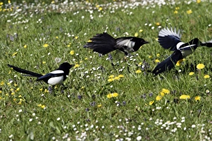 Images Dated 20th April 2007: Magpie - three fighting. Kuhmo - Finland