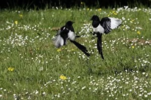 Images Dated 20th April 2007: Magpie - two fighting. Kuhmo - Finland