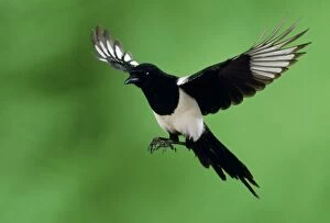 Images Dated 23rd January 2009: Magpie - in flight