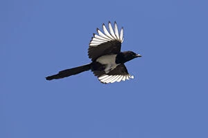Images Dated 25th March 2019: Magpie flight 16, S-E Arndt