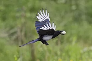 Images Dated 15th June 2010: Magpie - in flight - stealing Partridge egg