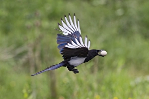 Images Dated 15th June 2010: Magpie - in flight - stealing Partridge egg