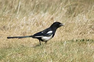Images Dated 1st June 2011: Magpie - foraging on ground