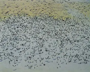 Magpie Geese - flock, south Alligator floodplains at the end of the dry season (October). Kakadu National Park, N. T. Australia