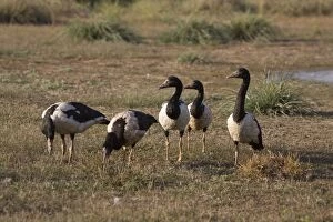 Images Dated 29th September 2007: Magpie Geese grazing At Mt Barnett sewage ponds, Gibb River Road, Kimberley, Western Australia
