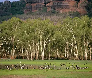 Geese Prints: Magpie Geese - Kakadu National Park (World Heritage Area) - Northern Territory