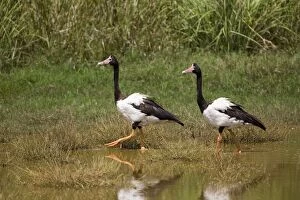 Magpie Geese, male and female