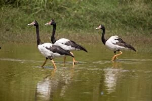 Magpie Geese, male, female and juvenile