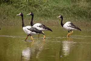 Juveniles Prints: Magpie Geese, male
