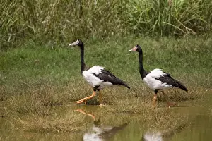 Magpie Geese, male and female Largely birds of the Top End from the Kimberley through to eastern Queensland with a few in New South Wales. Sometimes thousands on irrigated fields and crops. Also on grassy tropical floodplains
